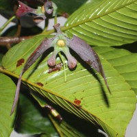 Dipterocarpus zeylanicus Thwaites